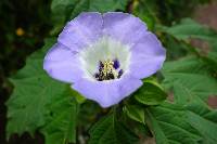 Nicandra physalodes image