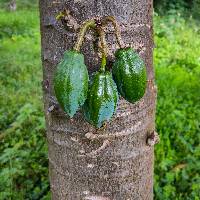 Vasconcellea pubescens image