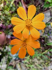 Cosmos sulphureus image