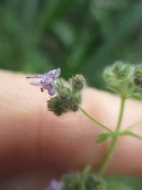 Image of Mesosphaerum sidifolium