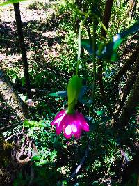 Passiflora loxensis image