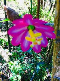 Passiflora loxensis image