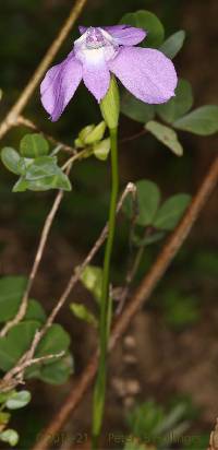 Image of Ennealophus foliosus