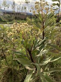 Baccharis latifolia image