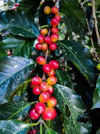 Coffea arabica image