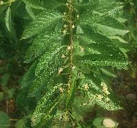 Lippia americana image