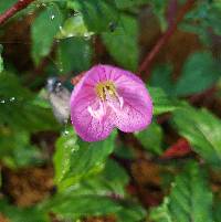 Oenothera rosea image