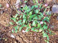 Oenothera rosea image