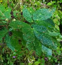 Mimosa albida image