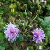 Image of Mimosa albida