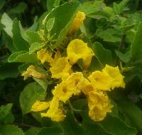 Cordia lutea image