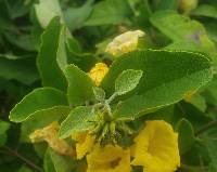 Cordia lutea image