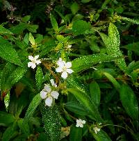 Chaetogastra longifolia image