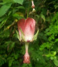 Abutilon reflexum image