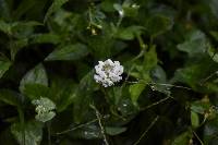 Trifolium repens image