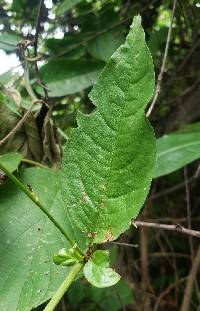 Plumbago zeylanica image