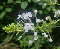 Plumbago zeylanica image