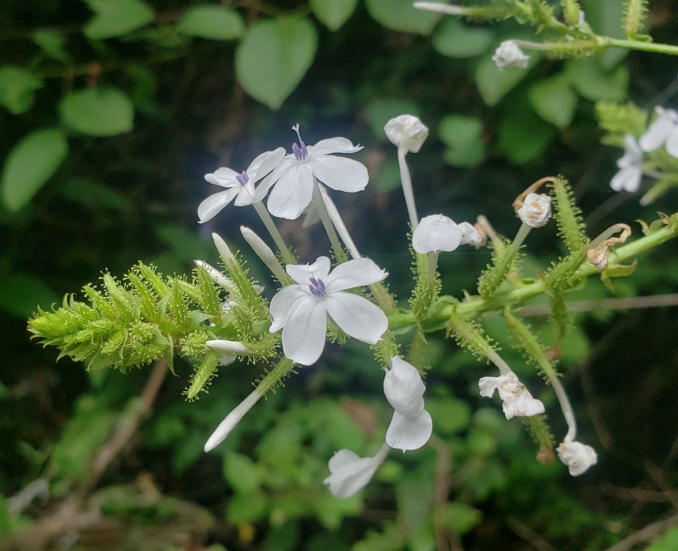 Plumbago zeylanica image