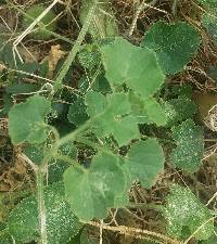 Image of Cucumis dipsaceus