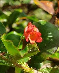 Viola arguta image