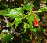 Image of Viola arguta