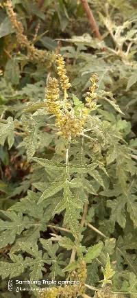 Ambrosia arborescens image