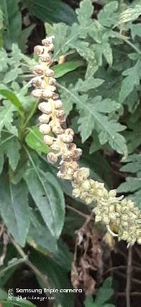 Image of Ambrosia arborescens