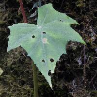 Begonia acerifolia image