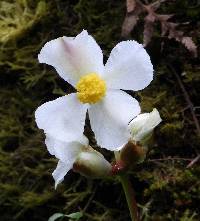 Begonia acerifolia image