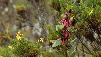 Macleania rupestris image