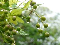 Bursera graveolens image