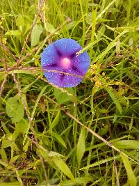 Ipomoea purpurea image