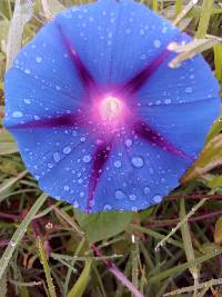 Ipomoea purpurea image