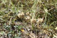 Nicandra physalodes image