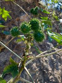 Ricinus communis image