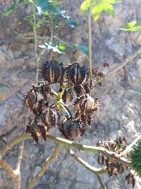 Ricinus communis image