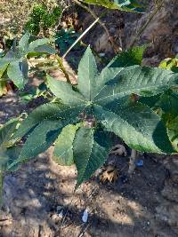 Ricinus communis image