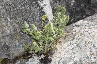 Peperomia galioides image