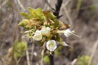 Cantua quercifolia image