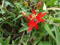 Passiflora manicata image