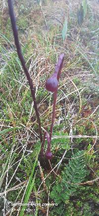 Image of Dorobaea pimpinellifolia