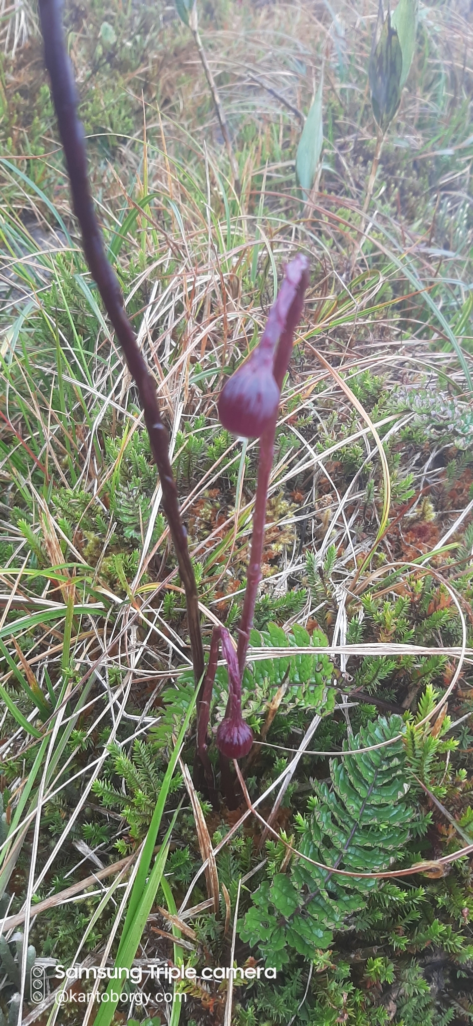 Dorobaea pimpinellifolia image