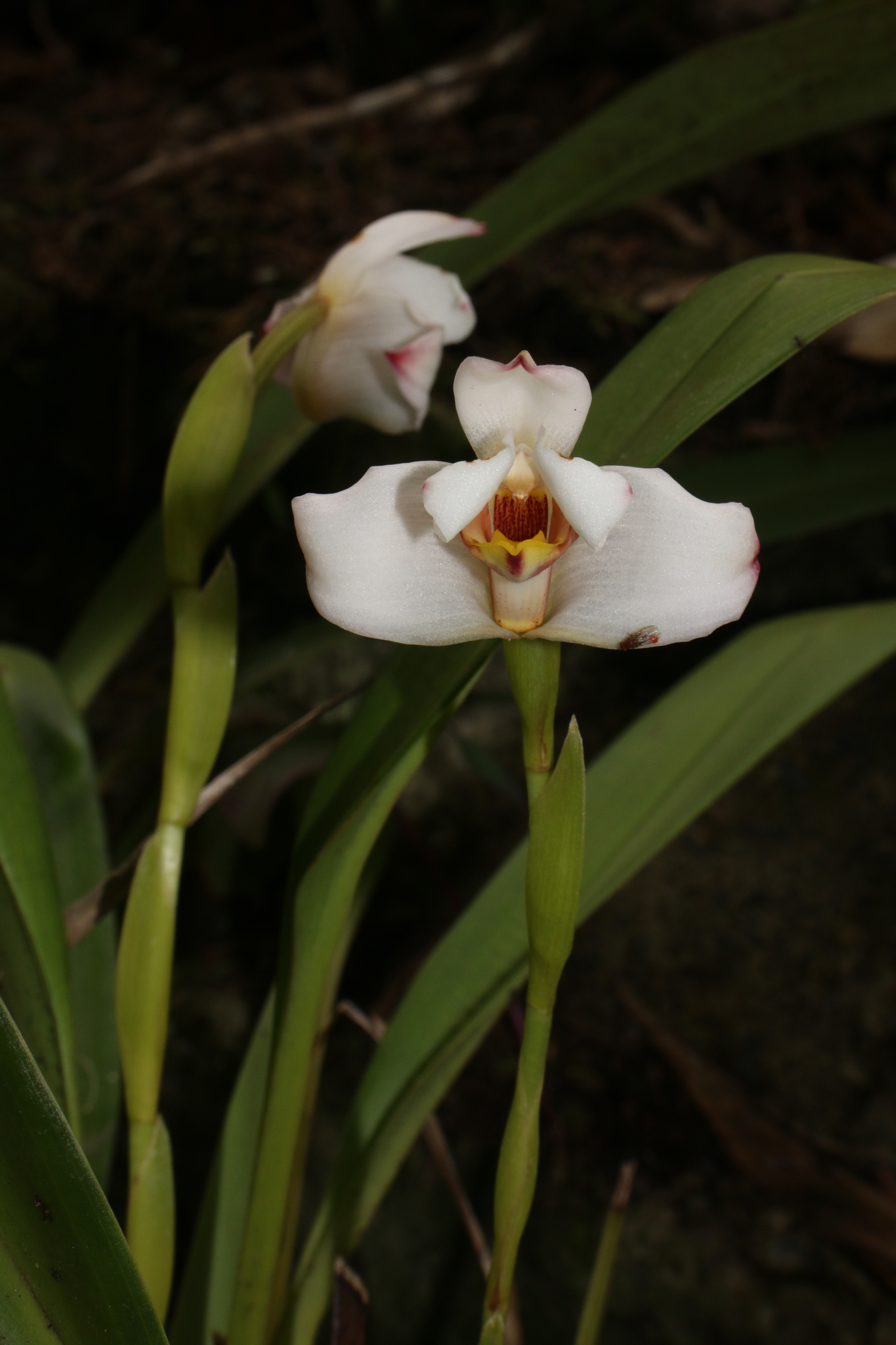 Maxillaria roseola image