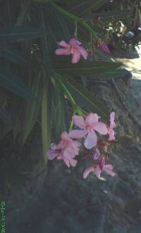 Nerium oleander image