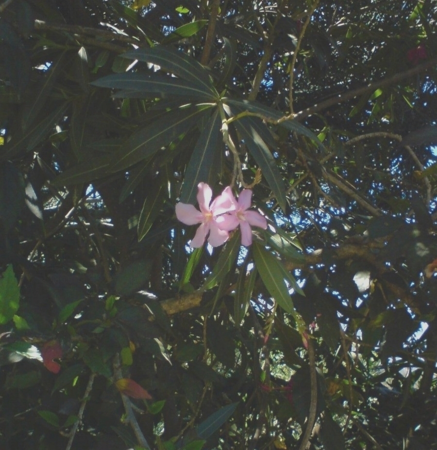 Nerium oleander image