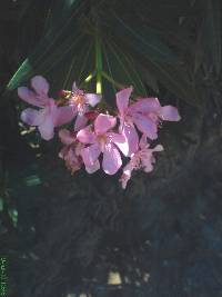 Nerium oleander image