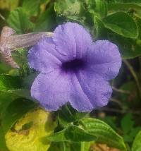 Ruellia spectabilis image