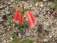 Eucrosia stricklandii image