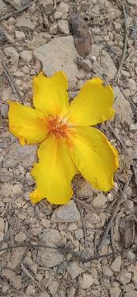 Cochlospermum vitifolium image