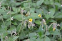 Oxalis corniculata image